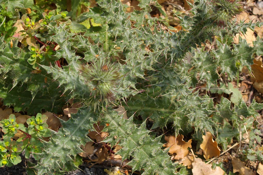 Carduus cfr. tenuiflorus e Onopordum acanthium